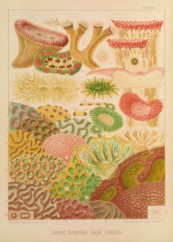 Great Barrier Reef Corals (1893) by William Saville-Kent